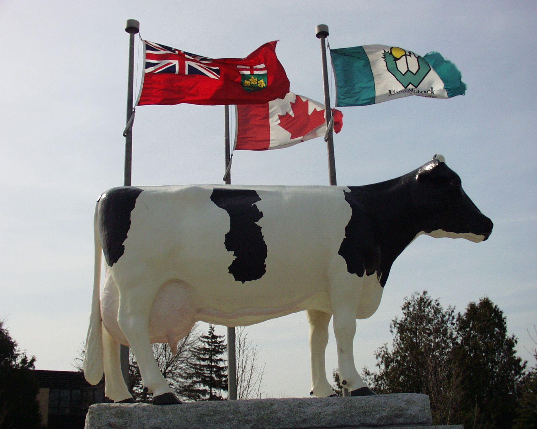 Springbank snow countess Holstein Statue in Woodstock Ontario
